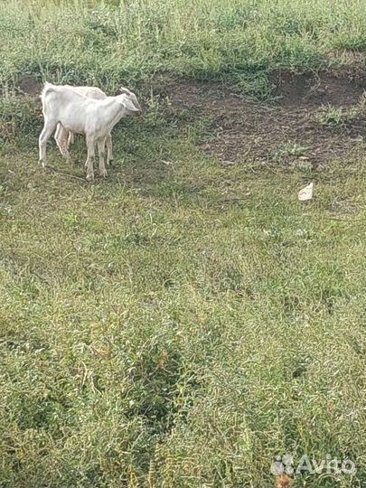 Козы козочки козлята