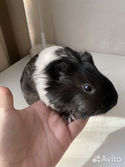 Морская свинка девочка + клетка