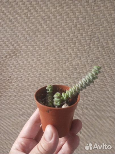 Крассула толстянка