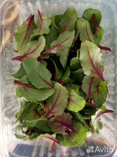 Микрозелень