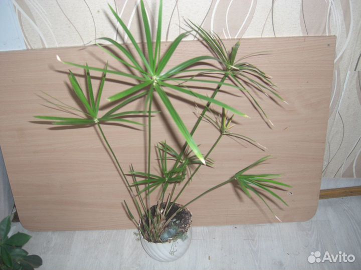 Комнатные цветы