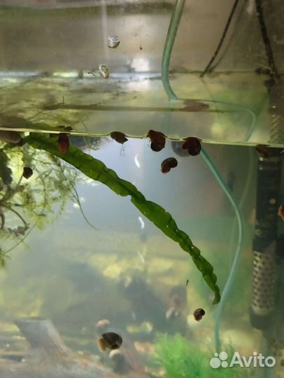 Улитки аквариумные катушки