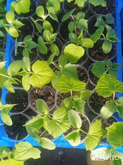 Рассада томатов, перцев, огурцов