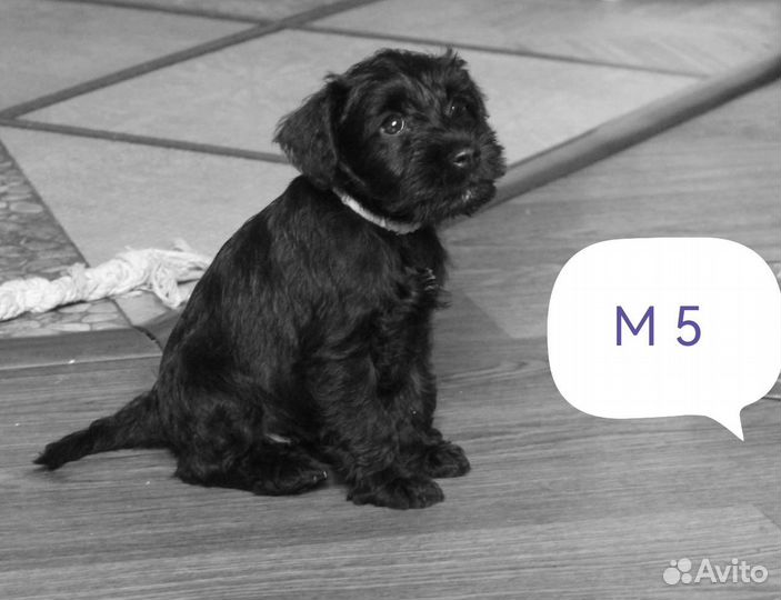 Цвергшнауцер щенок