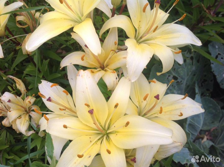 Лилии для сада многолетние