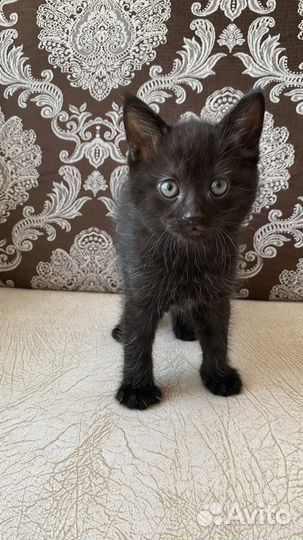 Кошка
