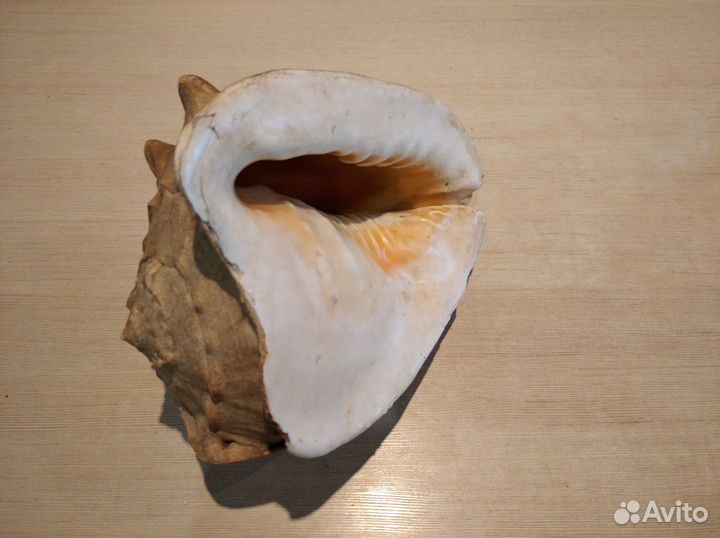 Раковина Кассис корнута (Cassis cornuta)