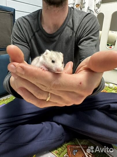 Сирийский хомяк с клеткой