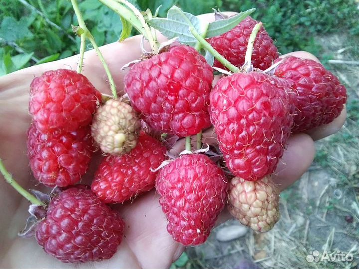 Саженцы - полонез, амира, химбо топ