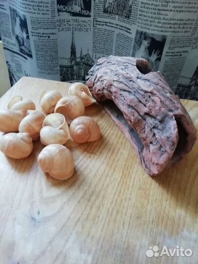 Грот и ракушки