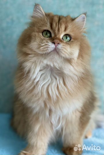 Британские золотые кошечки