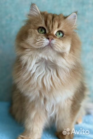 Британские золотые кошечки