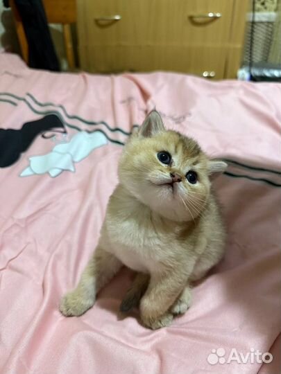 Британские котята