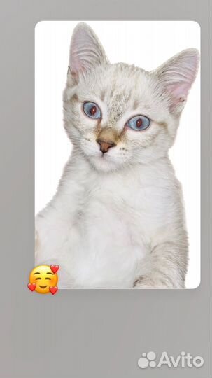 Котята в добрые руки даром