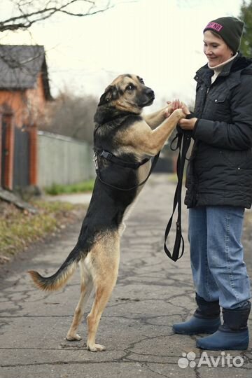 В добрые руки Рэй