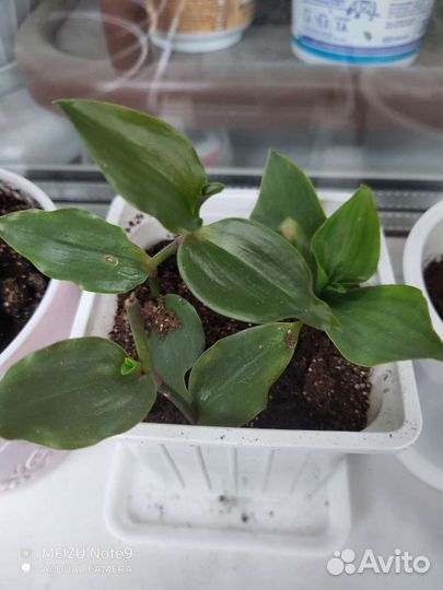 Традесканция