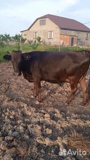 Корова дойная