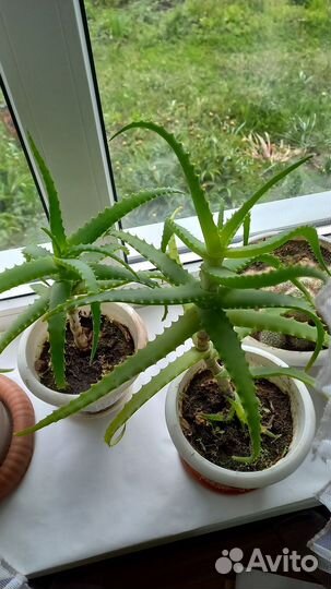 Алоэ-однолетки