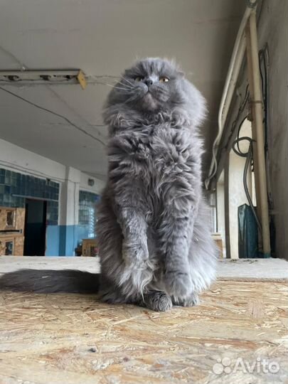 Кот в добрые руки