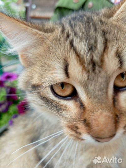 Ловчий молодой котик