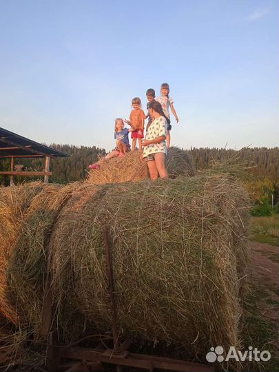 Сено в рулонах прошлого года