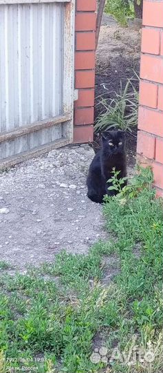 Кошка Багира в добрые руки