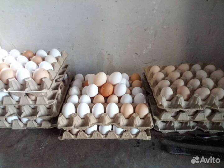 Яйца куриные домашние, свежие