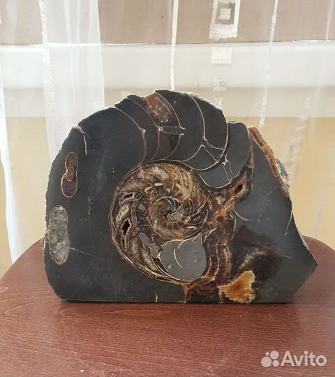 Окаменелости аммониты