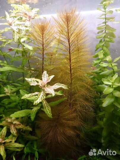 Растения в аквариум