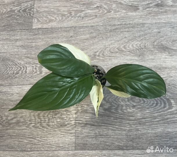 Спатифиллум Пикассо