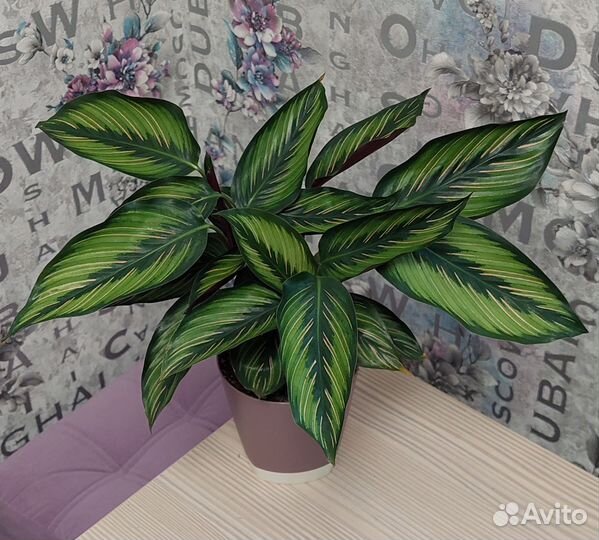 Калатеи разные