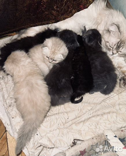 Британская кошка