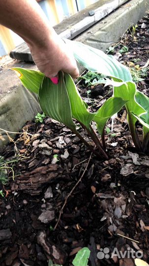 Хоста Распбери Сандей