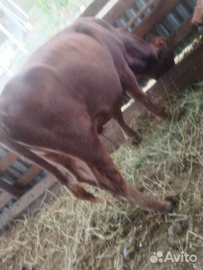 Бычок, телка