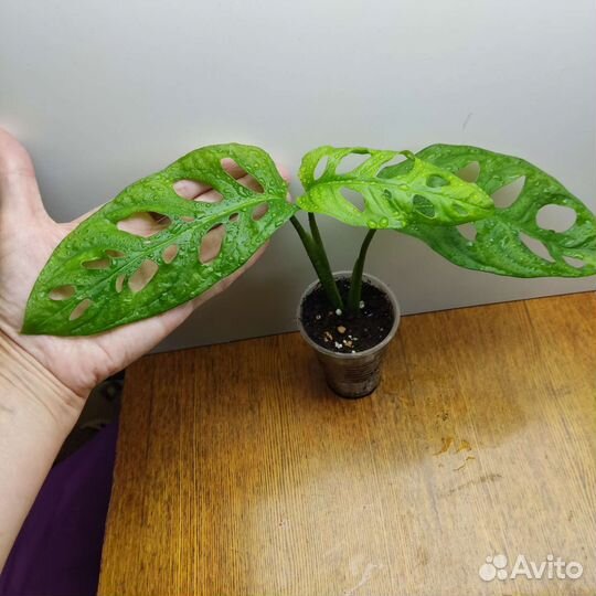 Монстера Манки Маск