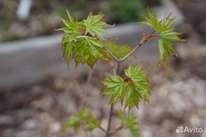 Саженцы кленов Моно, Зеленокорый, Татарский
