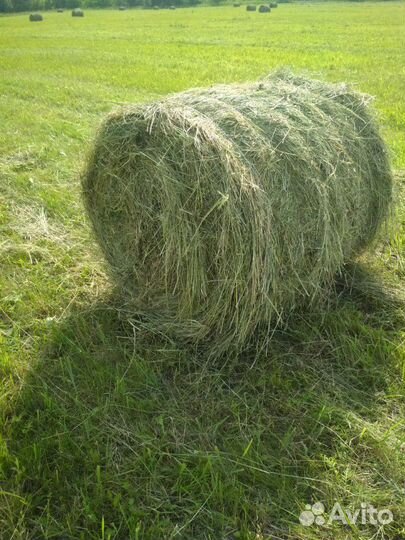 Сено в рулонах