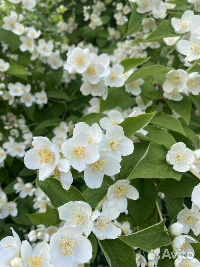 Жасмин чубушник