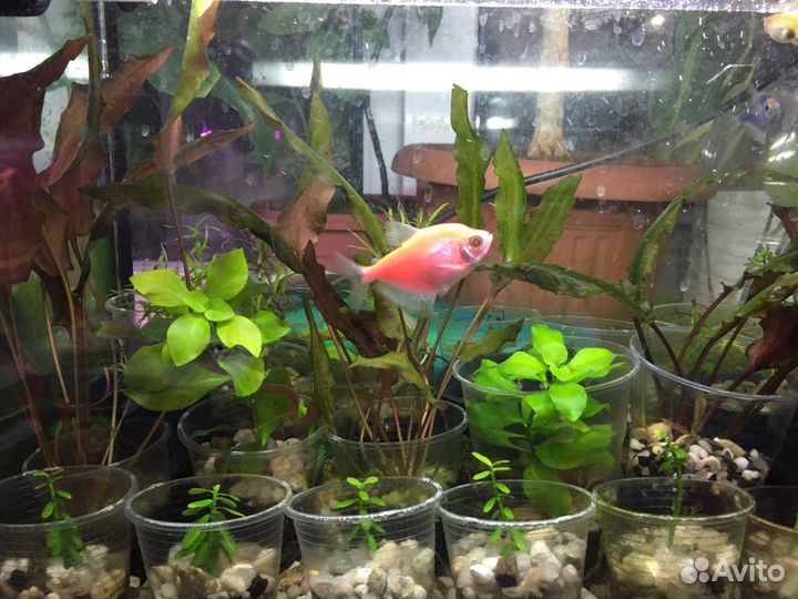 Аквариумная Криптокарина Вендта коричневая и др