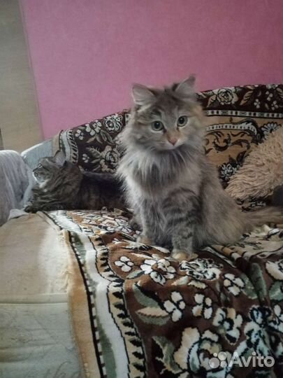 Кошка в дар