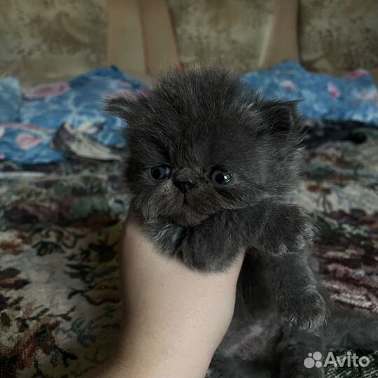 Персидские котятки