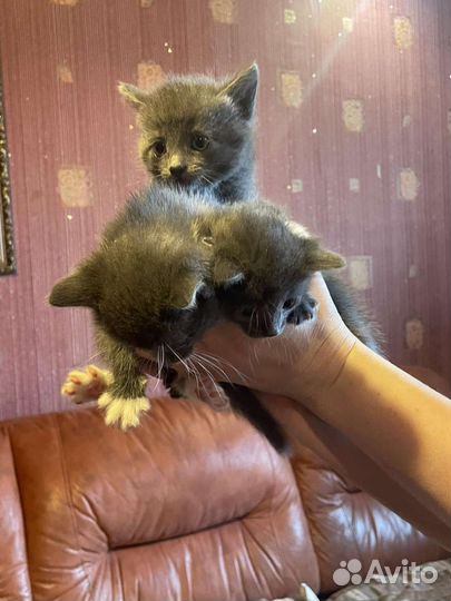 Котята от кошки крысоловки