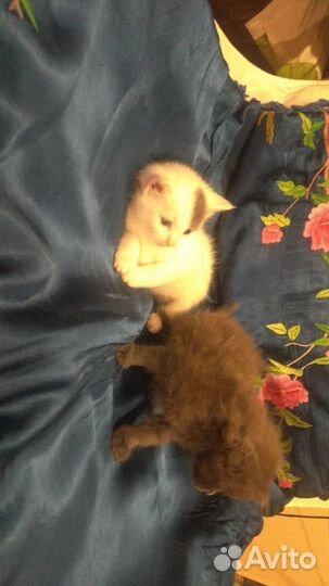 Котенок няшка