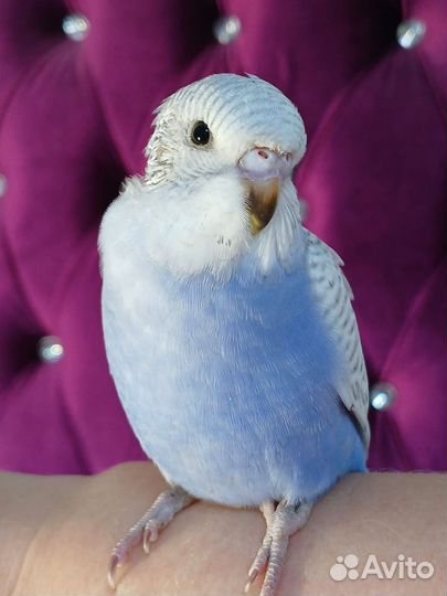 Птенцы волнистый попугай