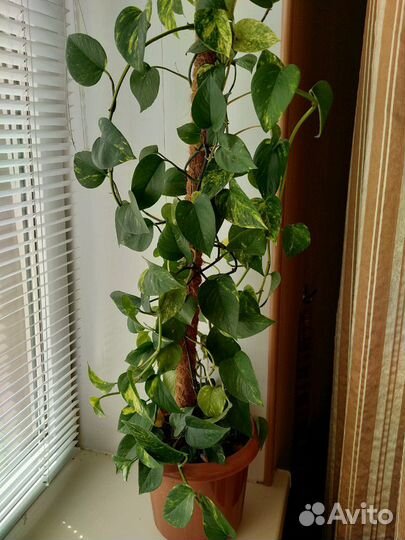 Эпипремнум Золотистый (Сциндапсус)