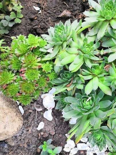 Суккуленты