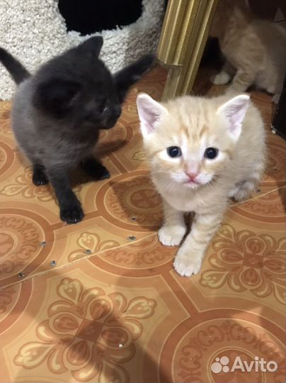 Котята