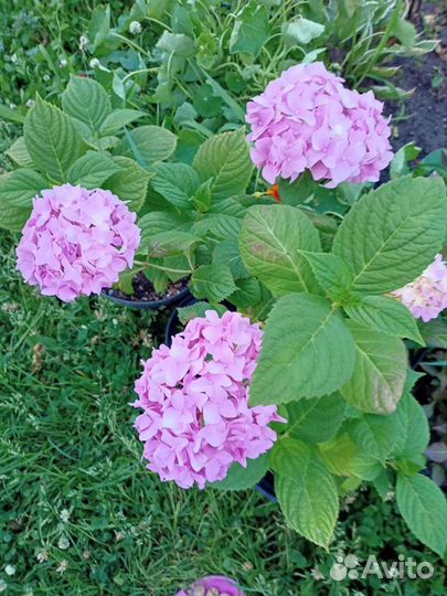 Гортензия крупнолистная разные сорта