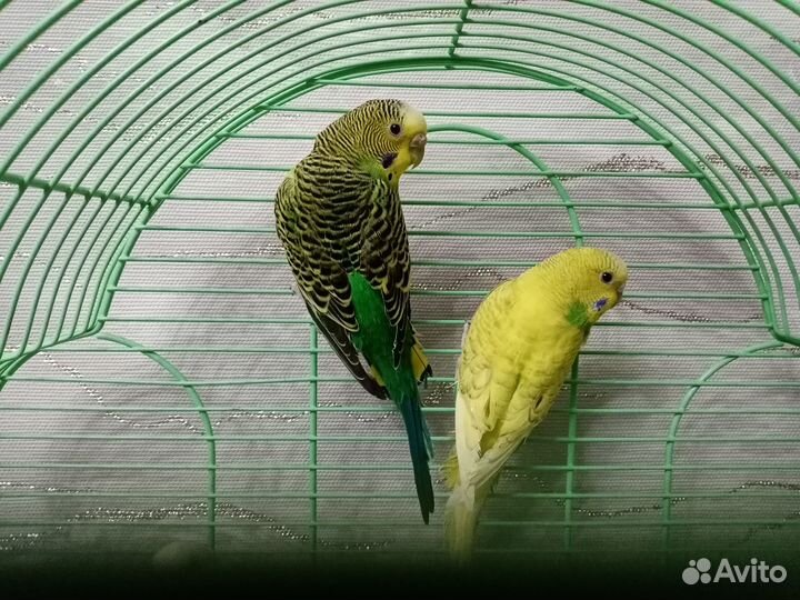 Попугайчики волнистые в любимцы