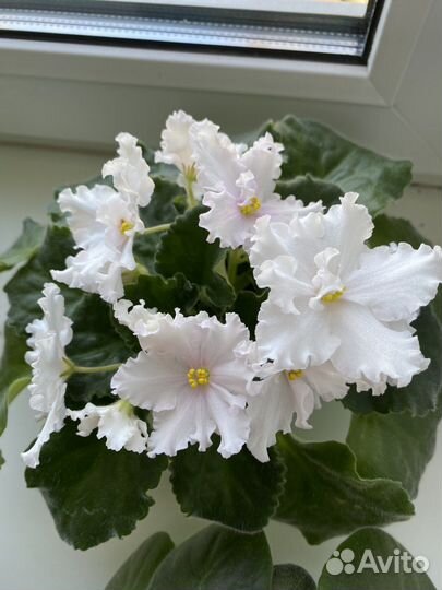 Сортовые фиалки